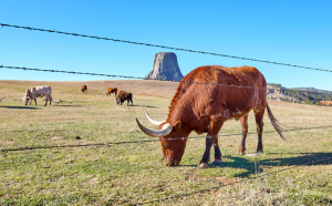 Animal Nutrition – Katrium